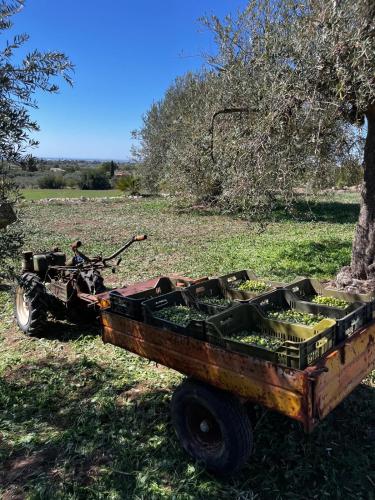 a rusted out cart sitting in a field next to a tree at La Bella Vita Agriturismo in Chiaramonte Gulfi