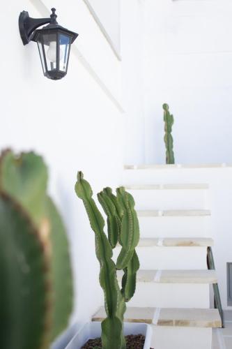 a cactus in a pot next to stairs with a lamp at Dimora Lauré in Fasano