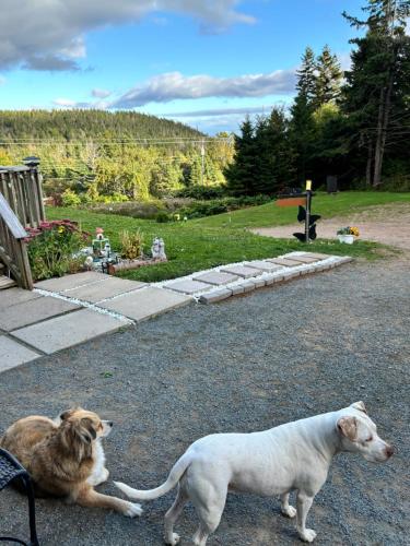 two dogs are standing next to a bench at Ingonish Loft in Ingonish