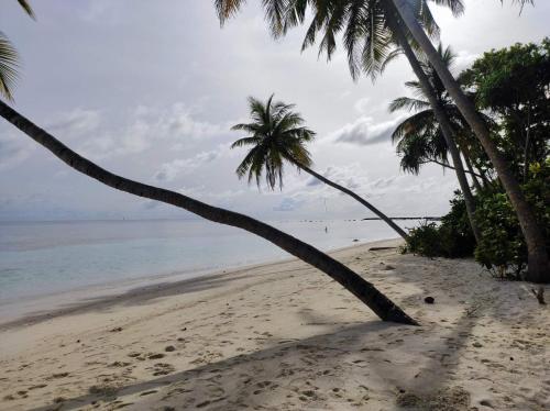 a palm tree on a beach with the ocean at SWIMS Maldives in Omadhoo