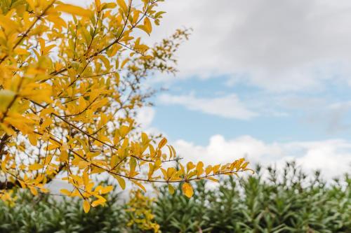 a close up of yellow leaves on a tree at Le Tuie in Castellammare del Golfo