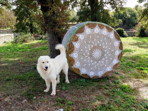 a white dog standing next to a large stone at Materiis in Noci