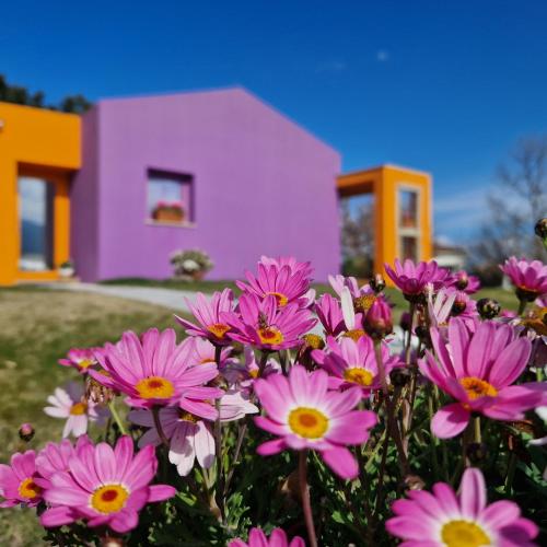テンピオ・パウザーニアにあるLimbara dreamingの家の前のピンクの花束