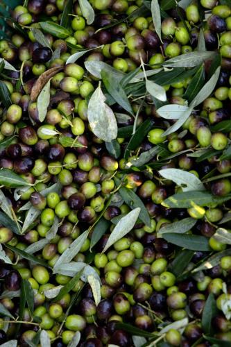 a pile of green and black olives on the ground at Agriturismo I due Ghiri - Cinque Terre in Calice al Cornoviglio