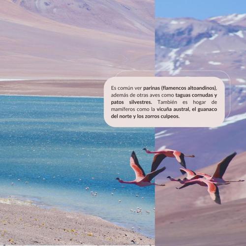 a collage of two pictures of birds flying over the water at Refugio El Volcán in Angostura