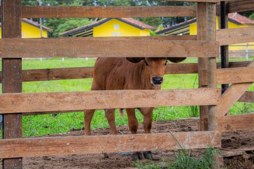 a brown cow standing behind a wooden fence at Hotel Fazenda Pé da Serra in Bom Sucesso