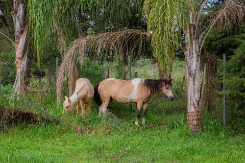 two horses standing in the grass next to trees at Hotel Fazenda Pé da Serra in Bom Sucesso