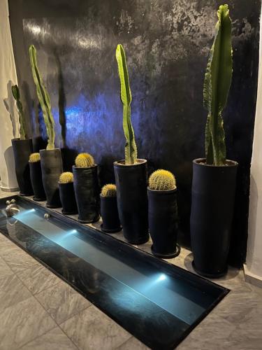 a row of potted plants sitting on a shelf at Dar Belhaj in Marrakech