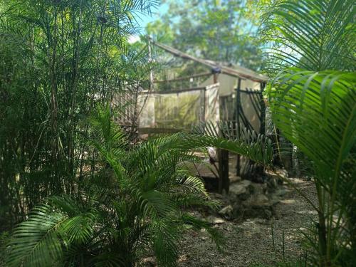 a house in the middle of a forest of trees at Space for your tent in Tulum