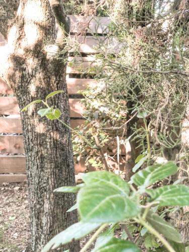 a tree in front of a wooden fence at Le studio du Coutach in Quissac