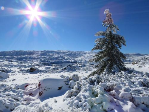 a christmas tree covered in snow with the sun in the background at Casa Manuel I Sabugueiro in Sabugueiro