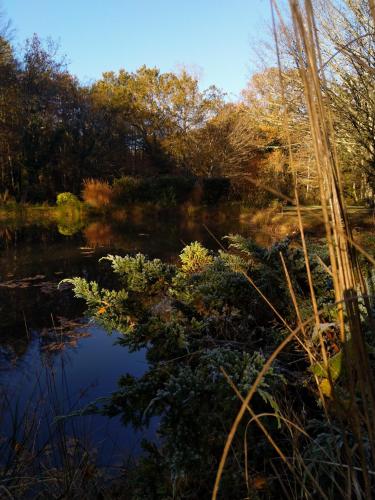 a view of a pond with trees in the background at Chambres entre Romorantin-Chambord-Zoo de Beauval - Orée du Bois en Sologne in Lassay-sur-Croisne