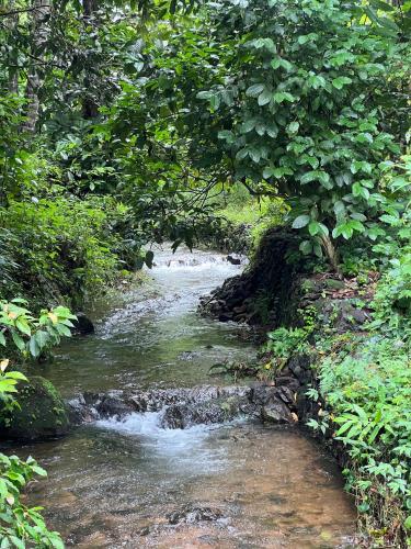 a stream of water in a forest with trees at Bachelor's Tharavaadu in Athirappilly