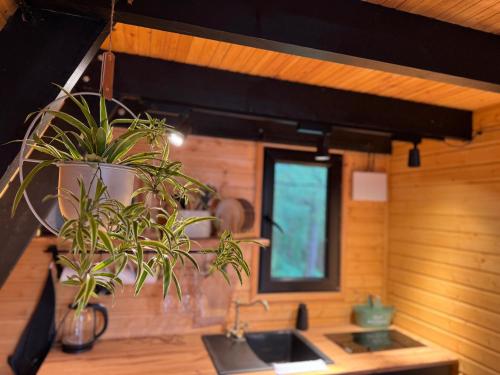 a kitchen with a sink and a potted plant at Vintage Cabin in Kutaisi
