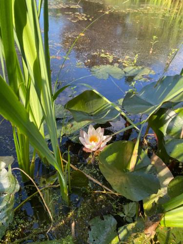 a pink water lily in a pond with leaves at Les rives du Lay gîte Elbée in Le Boupère