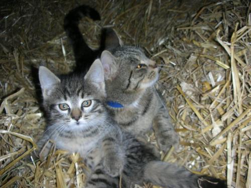 two kittens laying in the hay at Reiterhof Suassbauer in St. Wolfgang
