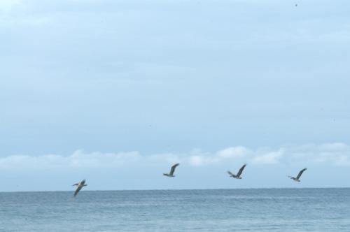 a group of birds flying over the ocean at Santa Monica Beach House in El Chirú