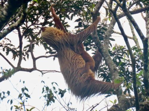 Fotografie z fotogalerie ubytování Monteverde Magic Mountain v destinaci Monteverde Costa Rica