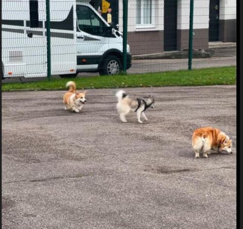 three dogs and a cat walking in a parking lot at Kyriad Rouen Sud - Oissel in Saint-Étienne-du-Rouvray