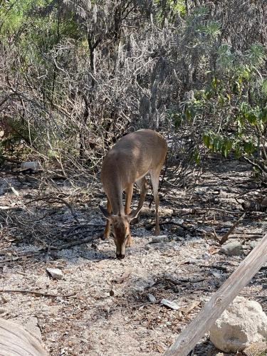 a gazelle grazing on the ground next to a fence at Star Room at Barnacle Resort in Big Pine Key