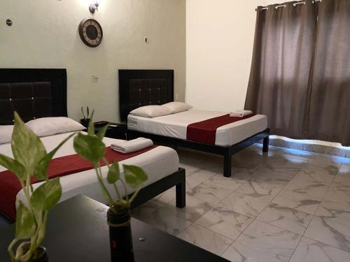 a room with two beds and a plant in it at Casa Vidal Hotel in Valladolid