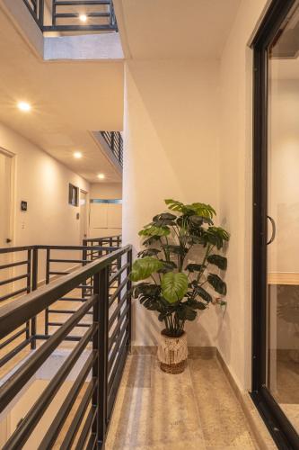 Φωτογραφία από το άλμπουμ του Modern Tulum Apt Sleeps 2 σε Tulum