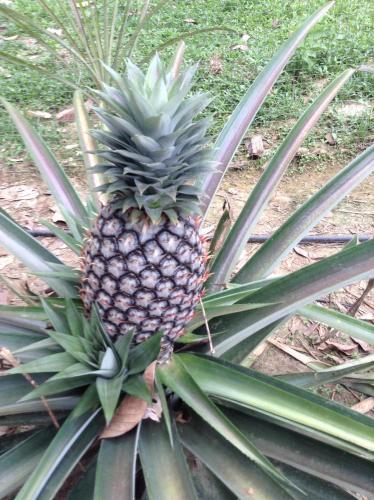 a pineapple sitting on top of a plant at Gaarawe, Khao Sok, Surat Thani Province, Thailande in Ban Bencha