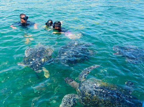 a group of people in the water with turtles at casaNorte paraíso norteño mirador de Ballenas in Canoas De Punta Sal