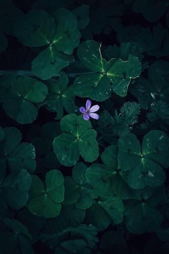 ムンバイにあるZolo Inn Multiの緑の葉の束の上に咲く紫色の花