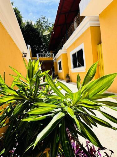 a couple of plants in front of a building at Hotel Rodríguez in Izamal