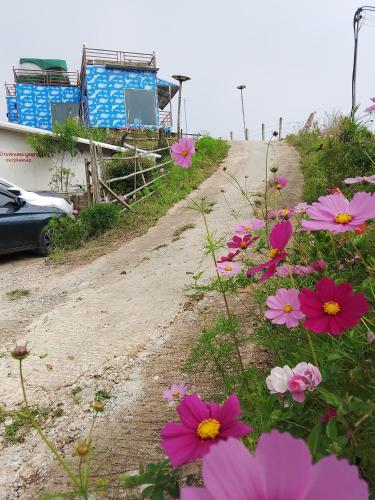 a bunch of pink flowers on a dirt road at The Moon House บ้านพักภูทับเบิก Phu Thap Buek in Ban Maeo Thap Boek