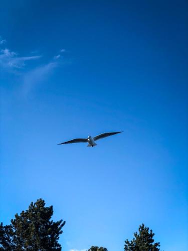 a bird flying in the blue sky at Ferienwohnung GlüXX in Ulstrupfeld