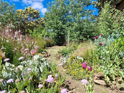 a garden with many different types of flowers at Cornelia's Field in Joubertina