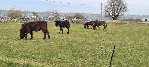 a group of horses grazing in a field at Greystones nawab A B C units sleeps upto 14 ,15 buxton in peak park in Hurdlow Station