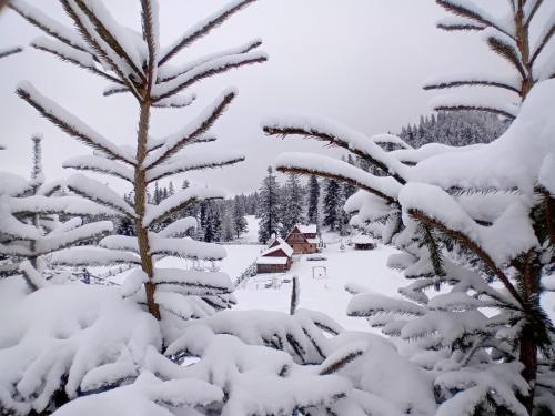 a snow covered pine tree with a house in the background at Chatka w Dolinie in Witów