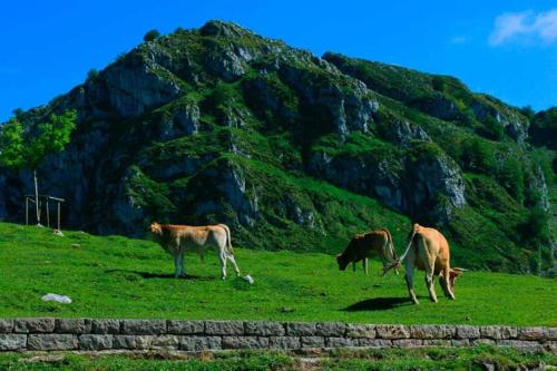 three cows grazing in a field in front of a mountain at Carbayu Senda del Oso in Proaza