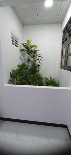 a white wall with plants in a room at Sandakini Home Rest in Ahangama
