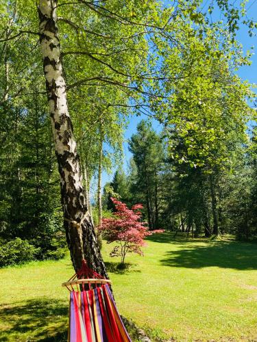 a tree in a park with a fence around it at Modryna - Modrzewiowy Dom in Cisna