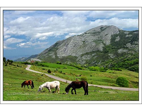 a group of horses grazing in a field with a mountain at Carbayu Senda del Oso in Proaza