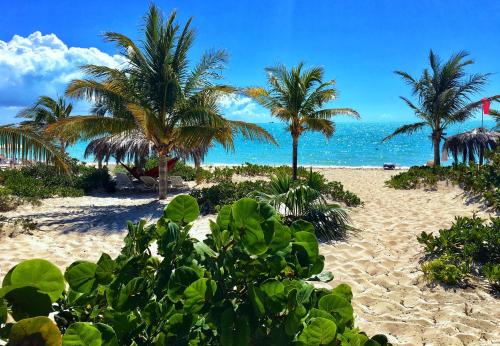 a sandy beach with palm trees and the ocean at Wyakha 2 Ocean View in Long Bay Hills