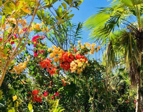 a group of trees with flowers and palm trees at Wyakha 2 Ocean View in Long Bay Hills