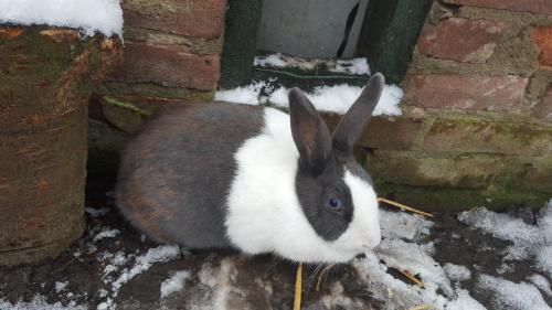 a black and white rabbit sitting in the snow at Boerderij de Borgh in Westerbork