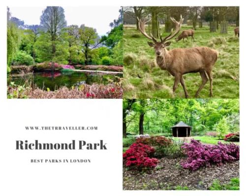 a collage of photos of a park with a deer at Charming Double Room Near Richmond Park Kingston Gate in Kingston upon Thames