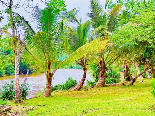 a group of palm trees next to a body of water at Ripple by the river in Weligama