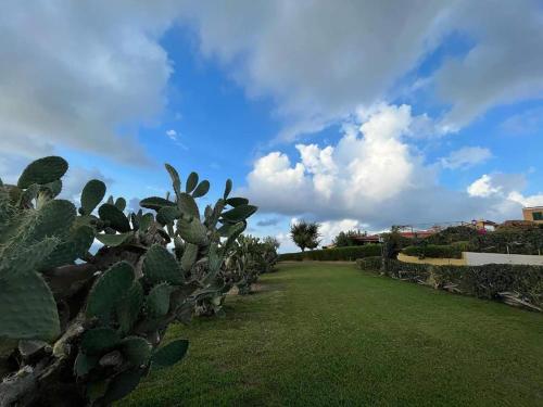 a garden with a prickly hedge and a cactus at Marasusa Apartments Maestrale 216C in Parghelia