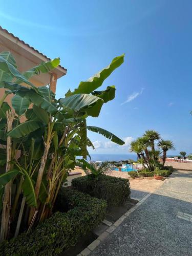 a plant next to a building next to the beach at Marasusa Apartments Maestrale 216C in Parghelia