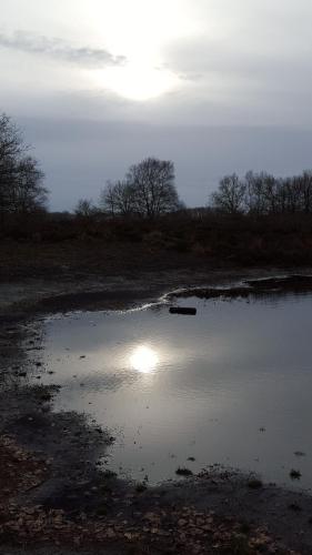 a reflection of the sun in a puddle of water at Boerderij de Borgh in Westerbork