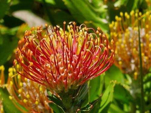 a red and yellow flower with a bug on it at Scenic Bliss Holiday Home in Kleinmond