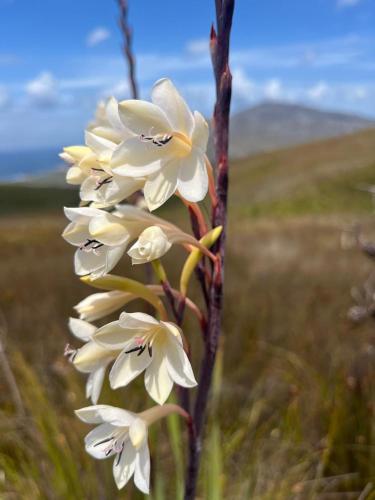a white flower is standing in a field at Scenic Bliss Holiday Home in Kleinmond