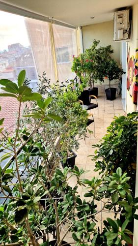 a room filled with lots of potted plants at Sunshine Retreat Apartment in Kardítsa